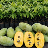 Cold Hardy Paw Paw Tree Live Plant, Quart Pot, 1 Year Old, 6-12 Inches