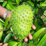 Live Soursop Guanabana Fruit Tree, Well Rooted Plant, 6-10 Inches Tall
