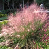 2 Live Pink Muhly Grass Plants, 5-9 Inch Tall For Indoor Outdoor Planting
