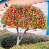 Live Yaupon Holly Shrub Plant For Planting, Well-Rooted, 4-6 Inches Tall