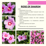Live Pink Rose Of Sharon Shrub, 6-14 Inch Althea Plant For Garden Areas