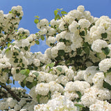 Live White Japanese Snowball Viburnum Shrub, 7-10 Inches Starter In Pot
