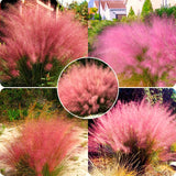 2 Mixed Live Muhly Grass Plants, 5-9 Inch Tall, Perennial Garden Ornamental