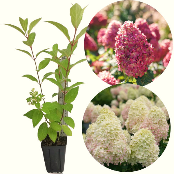 Cold-Hardy Hydrangea Live Plant, Pink To White Flowering Outdoor Shrub
