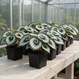 3 Live Begonia Maculata Plants, Silver Green Angel Wing, 5-9 Inches Tall