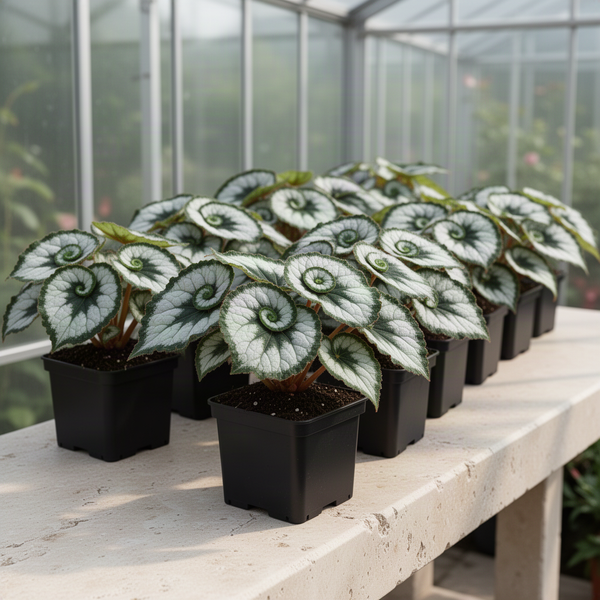 3 Live Begonia Maculata Plants, Silver Green Angel Wing, 5-9 Inches Tall