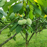 Live Pawpaw Tree Plant, 6-12 Inches Tall, Quart Pot, 1 Year Old Paw Paw