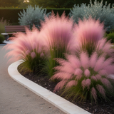 2 Live Pink Muhly Grass Plants, 5-9 Inch Starters For Borders And Pots