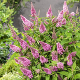 2 Live Pink Butterfly Bush Plants, Perennial Flower Shrubs, 4-7 In Tall