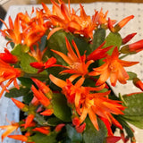 Live Orange Easter Cactus, 4-7 Inch Blooming Indoor Houseplant For Spring