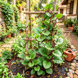 Live Malabar Spinach Vegetable Plant, 4 Inch Pot, 4-6 Inches Tall, Climbing