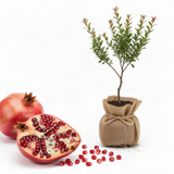 Live Red Pomegranate Tree, 6-10 Inches Tall, Outdoor Perennial Fruit Plant