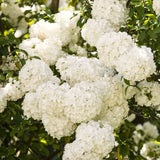 White Snowball Viburnum Shrub, 6-12 Inch Live Plant For Outdoor Gardens