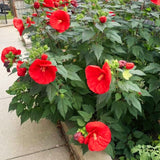 Live Red Rose Of Sharon, 6-10 Inch Althea Hibiscus Flowering Shrub Plant