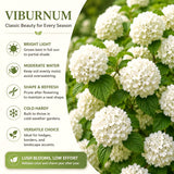 Live Japanese Viburnum Shrub, 2.5��� Pot For Outdoor Hedges And Landscaping