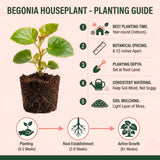 Colorful Begonia Live Plant, 4-6 Inch Starter Houseplant For Indoor Decor