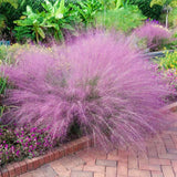 2 Live Pink Muhly Grass Plants, 5-9 Inch Tall For Indoor Outdoor Planting