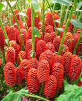 Live Red Awapuhi Shampoo Ginger Plant, 5-9 Inches, For Patio Containers
