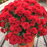 2 Red Chrysanthemum Live Plants, Fall-Blooming Mums For Full Sun Gardens