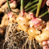 2 Live Ginger Plants, Zingiber Herb For Outdoor Planting, 5-8 Inches Tall