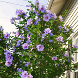 Live Purple Rose Of Sharon Shrub, 6-10 Inch Althea Hibiscus Flower Plant