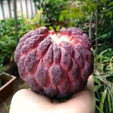 Live Red Sugar Apple Tree, 6-10 Inch Plant, Half Gallon Pot For Orchards