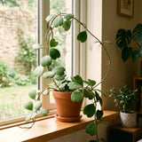 Rare Live Hoya Kerrii Houseplant, Heart-Shaped Green Leaves, 5-7 Inch Tall