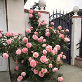 Live Pink Salmon Rose Plant, Fragrant Flowers, Bare Root, 5-9 Inches Tall