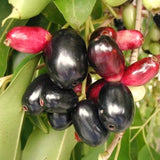 Live Black Jamun Plum Tree, 22-26 Inches Tall In 1 Gallon Pot, Fruit Plant