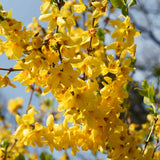 Live Forsythia Shrub For Pots, Lynwood Gold Golden Bells, 6-14 Inches Tall