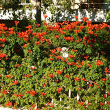 2 Live Red Honeysuckle Plants, 8-12 Inch Flowering Vines For Planting Tall