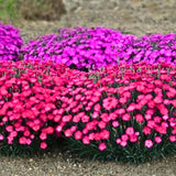 10 Live Red Dianthus Plants, Outdoor Flower Plants For Outside Planting