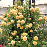 Live Yellow Climbing Rose Plant, Well-Rooted Flowering Bush For Gardens