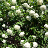 2 Live White Snowball Viburnum Shrubs, 8-10 Inch Garden Starter Plants