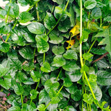 Live Malabar Spinach Plant, Half Gallon Pot, 6-10 Inches Tall For Gardens