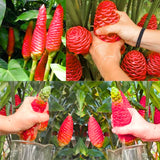 Live Red Awapuhi Shampoo Ginger Plant, 5-9 Inches, For Patio Containers