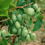 3 Live Cold-Hardy Fruit Vine Starters, 4-6 Inch Plants For Outdoor Gardens