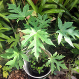 Live Papaya Tree In 4 Inch Pot, 5-10 Inch Tropical Fruit Starter Plant
