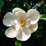 Live Sweetbay Magnolia Plant, 6-12 Inch Ornamental Tree, 4 Inch Pot Size