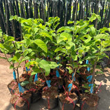Live Atemoya Fruit Tree Plant In Gallon Pot, Sugar Apple Cross, 2-3 Ft Tall