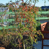 Live Yaupon Holly Bush, 4-6 Inch Hardy Shrub For Garden Landscape Areas