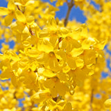 Golden Bells Forsythia Shrub, Yellow Blooms, Live Plant, 6-12 Inches Tall