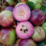Live Purple Star Apple Fruit Tree, 18-22 Inches Tall In 1 Gallon Container