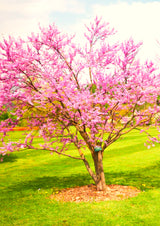Live Eastern Redbud Flowering Tree, Cold Hardy Plant, 6-14 Inches Tall