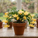 Yellow Christmas Cactus Live Plant, 4-7 Inches, Indoor Home Decoration
