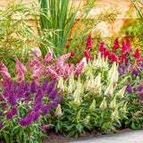 2 Butterfly Bush Starter Plants, Mixed Colors, Perennial Shrubs, 4-7 Inches