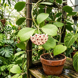 Green Hoya Kerrii Live Succulent Plant, 4-6 Inches Tall, Indoor Decor.
