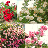 2 Live Climbing Rose Plants, Striped And Red Orange, Reblooming Bushes
