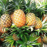 Live Sugarloaf Tropical Fruit Plant, 5-8 Inch Starter For Patio Planter