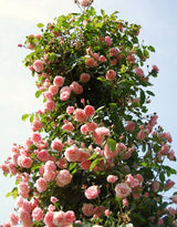 Live Climbing Rose Bush, Pink To Deep Pink Blooms, Fragrant, 5-9 Inches
